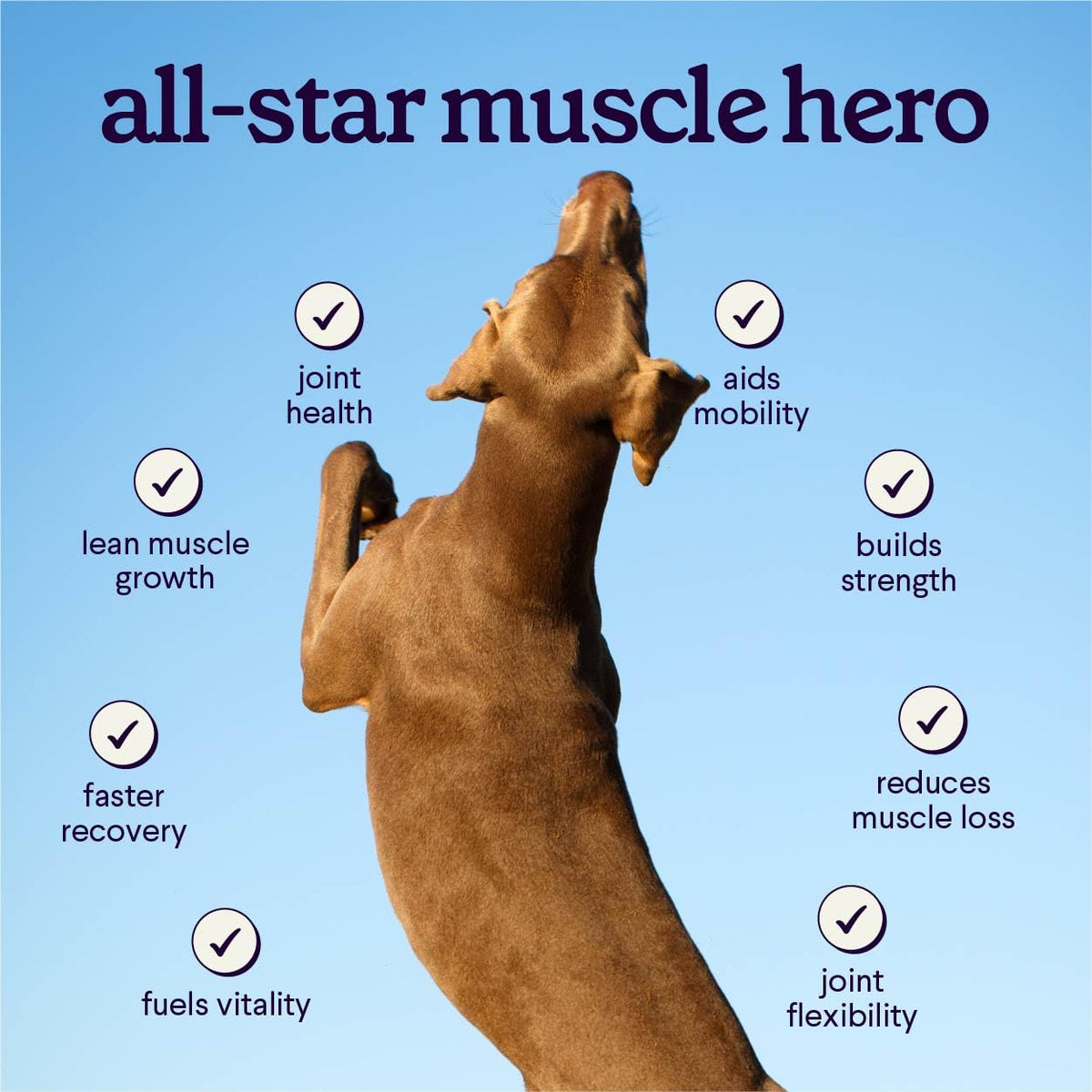 Dog Mobility & Strength Supplement 3.17 oz P72387