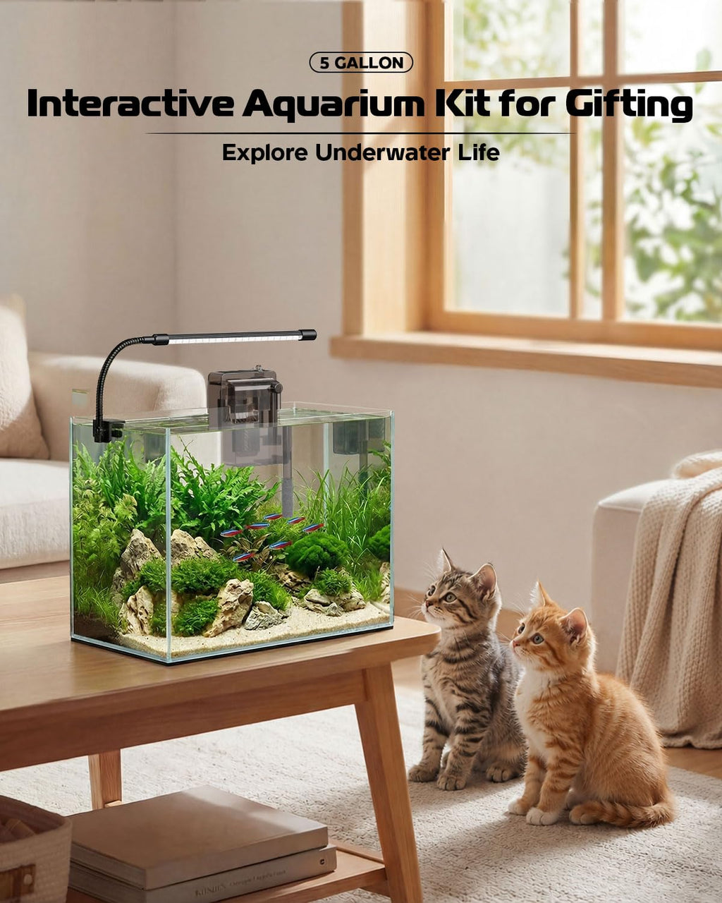 5 Gallon Glass Aquarium Starter Kit D32797