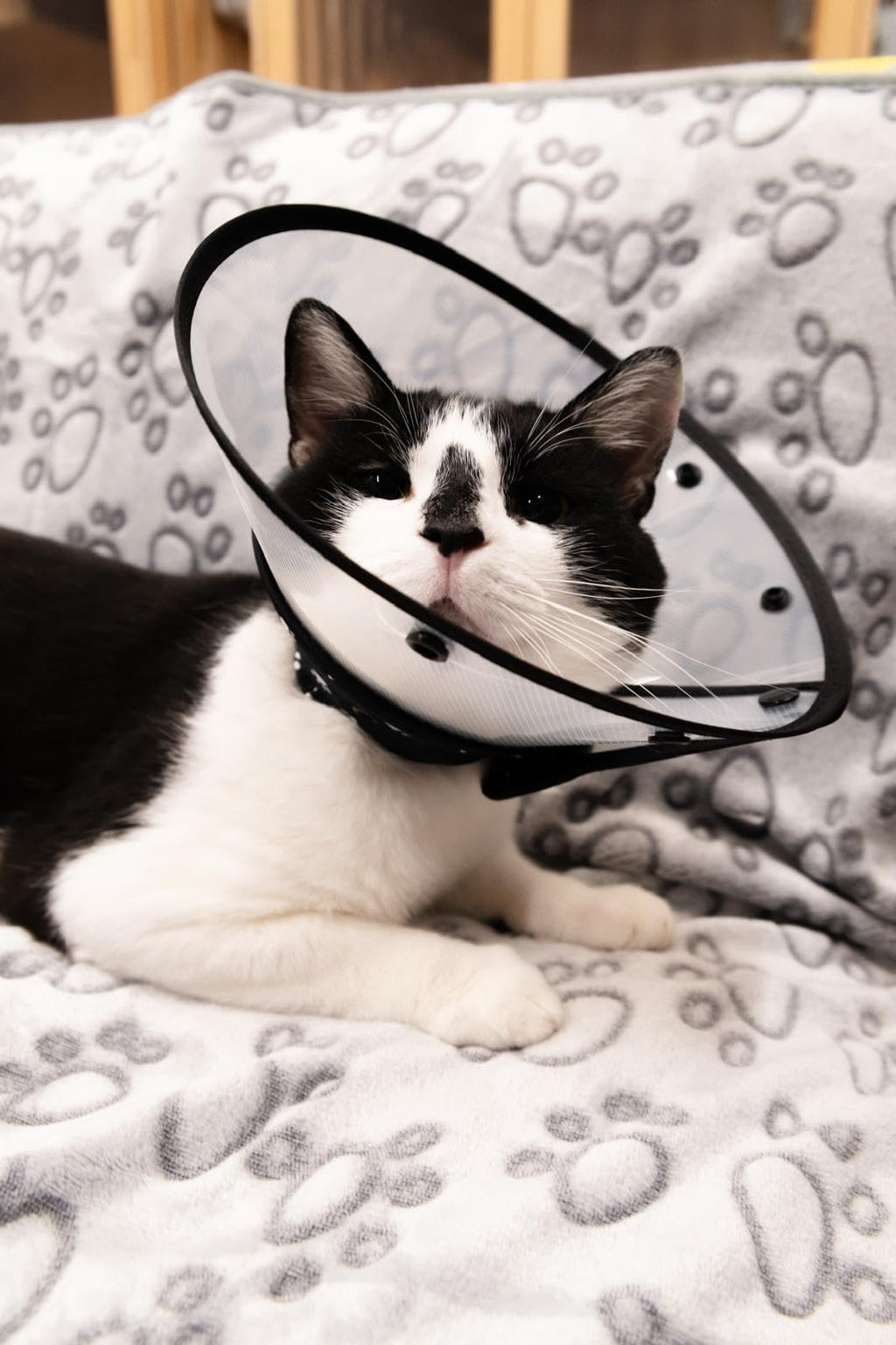 Black Medium Cat Cone Collar T795578